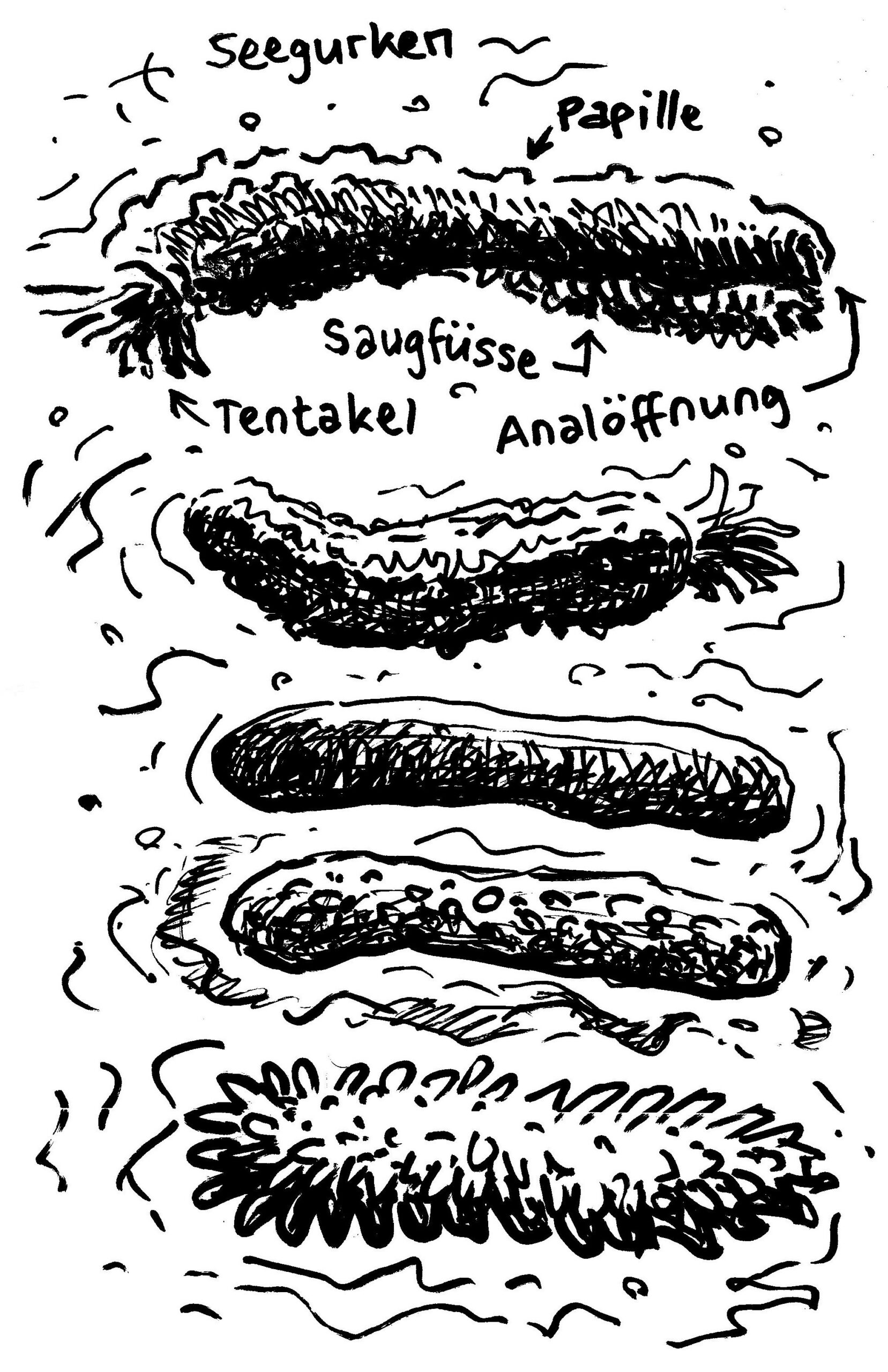 Werfen Seegurken ihre Eingeweide auf Feinde?